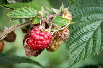 Branch of ripe raspberries in a garden