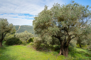 Fototapeta na wymiar Olive Trees in the Judea Mountains, Israel