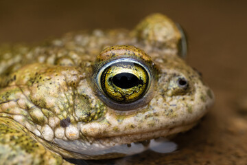 male Natterjack toad (Epidalea calamita)