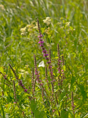 Fototapeta premium Purple loosestrife flower, selective focus on a green bokeh background 
