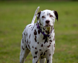 Liver spotted Dalmatian