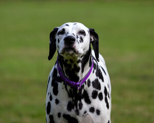 Dalmatian with patches on her ears