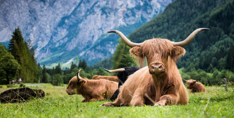 Scottish breed of rustic shaggy cattle also famous as Highland cattle lying on the green grass on the wide meadow in the Logar Valley, Slovenia. - obrazy, fototapety, plakaty