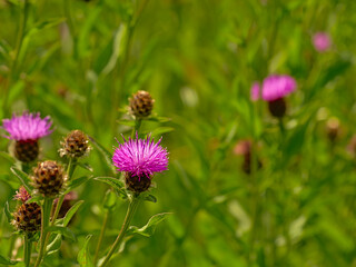 Bright pink milk thistle flowers  - Silybum marianum