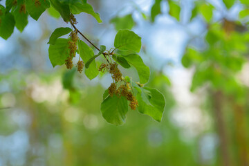 In spring, a joyful and colorful new life is awakened 