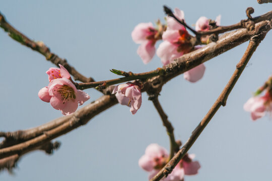 Pink spring flowers of a peach tree, this type of flowering indicates the beginning of spring.