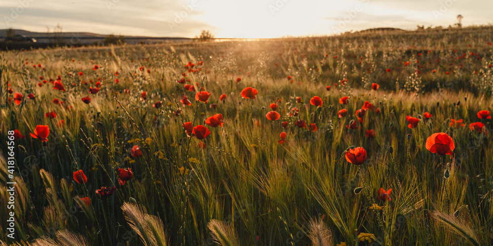 Wall mural beautiful view of a large poppy field captured in the sunset