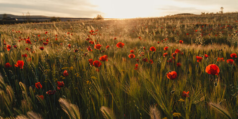 Beautiful view of a large poppy field captured in the sunset - obrazy, fototapety, plakaty