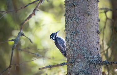 Three toed woodpecker Picoides tridactylus on a tree looking for food.