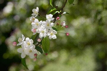 In spring, a joyful and colorful new life is awakened 