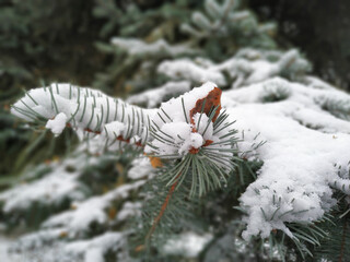 Naklejka na ściany i meble Snowy fir-tree branch with autumn leaf on its needles 