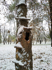 Snowy hollow tree with stairs for children to play. Scenic view in the winter park.
