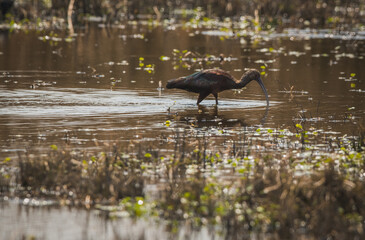 Sickle-billed Ibis (Plegadis falcinellus) fishing in the lake