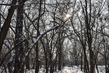 The sun breaks through the dark trees of the winter forest.
