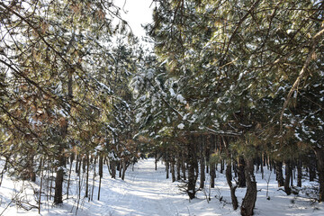 Winter in the deep pine woodland. Snowy trees and white forest path on a frost sunny day.
