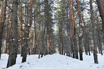 Alley of tall and smooth pine trees in a snowy winter forest