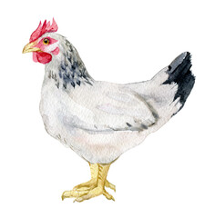 White chicken on white background, watercolor illustration