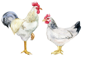 White rooster and chicken on white background, watercolor illustration