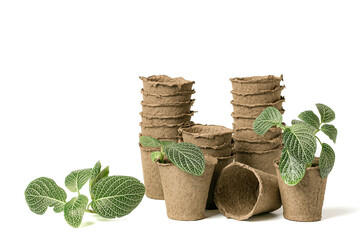Garden seedlings inside eco-friendly plant pots made of biodegradable fibers for growing sowing seeds on a white background