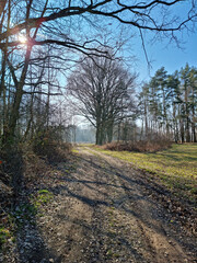 DROGA PRZEZ LAS. WCZESNA WIOSNA W LESIE