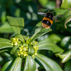 Emerged from hibernation, a queen Buff-tailed bumblebee (Bombus terrestris) searches for pollen