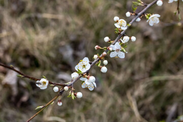 Spring. White flowers on a branch of a blossoming tree