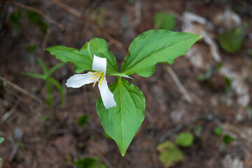 White Trillium close-up