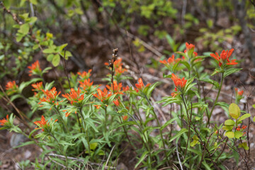 Indian Paintbrush cluster wildflowers 
