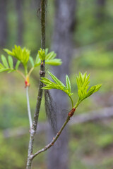 New green leaves on a branch