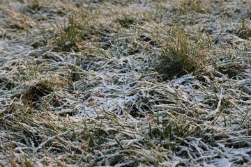 Fototapeta na wymiar frost on grass