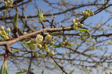 springtime