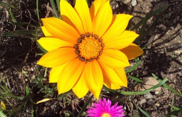 summer garden in the south of France 2020