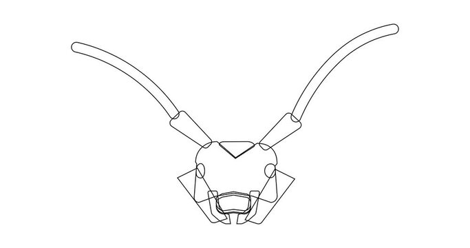 The head of the barbel beetle is drawn with white lines on a green background. Video animation can be used both in presentations and as a preloader