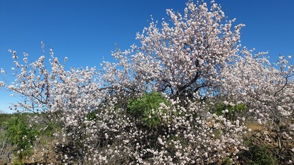 Almond tree in bloom - Almendro en flor