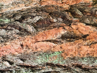 Pine tree bark.blurred Wooden texture. Fragment of tree trunk with bark.natural tree bark, abstract image. selective focus.