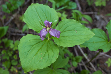 Purple Trillium wildflower
