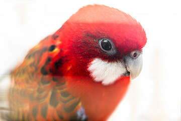 rosella parrot close-up head and body part, selective focus on white background