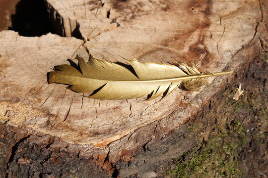 Golden Feder auf Kirschholz