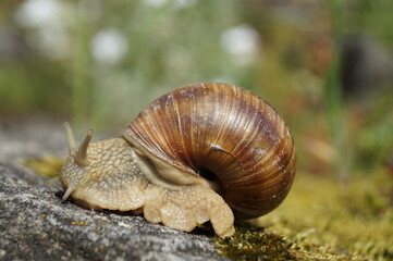 snail on the rock - Helix pomatia