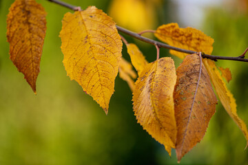 Herbst Blatt