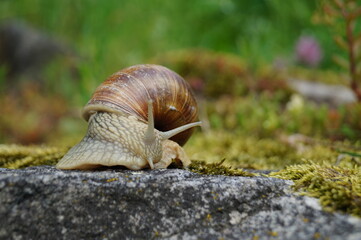 snail on the rock - Helix pomatia