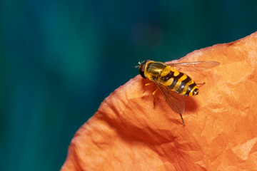 Syrphus sp.  Syrphus is a genus of hoverflies. Fly hoverfly on red poppy flower. Place for text