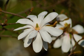 Beautiful white flowering magnolia - flowering tree. Magnolia stellata - selective focus
