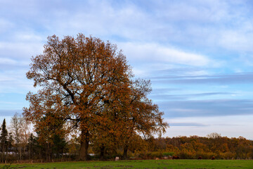 Fototapeta na wymiar Herbst Baum auf Wiese