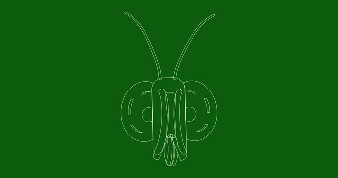 Linear animation of the butterfly head. The butterfly's head resembles an alien. A hand-drawn video on a green background with white lines.