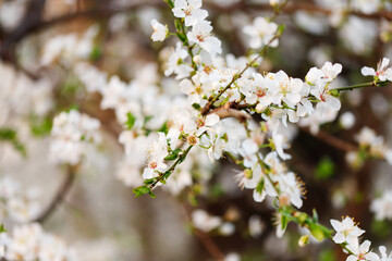 Cherry blossom in full bloom. Cherry flowers in small clusters on a cherry tree branch, fading in to white. Shallow depth of field. Focus on center flower cluster.