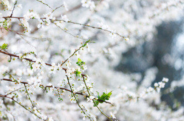 Cherry blossom in full bloom. Cherry flowers in small clusters on a cherry tree branch, fading in to white. Shallow depth of field. Focus on center flower cluster.