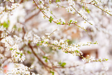 Cherry blossom in full bloom. Cherry flowers in small clusters on a cherry tree branch, fading in to white. Shallow depth of field. Focus on center flower cluster.