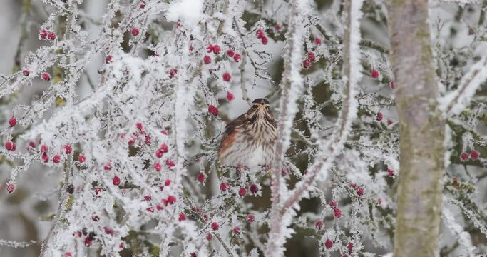 grive mauvis (Turdus iliacus) mangeant des baies dans un paysage enneig&eacute;