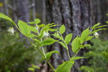 Roughfruit Fairybells wildflowers